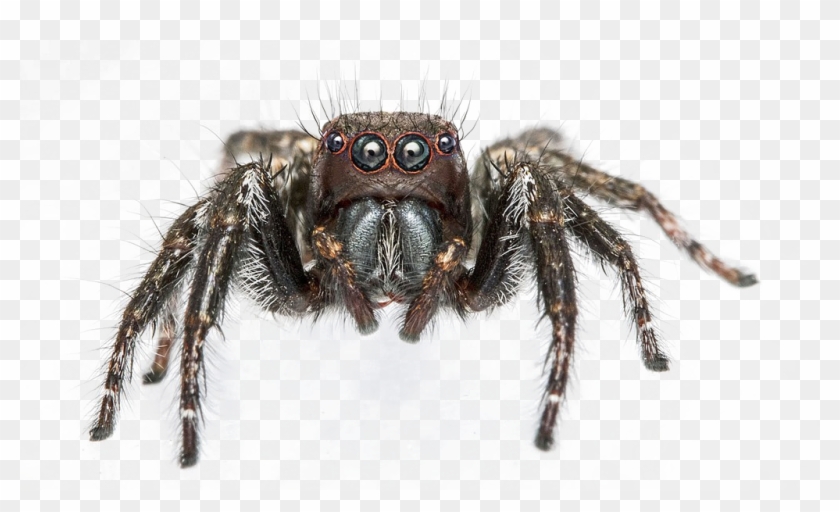 Jumping Spider Png Image Background - Spider Png Transparent Background Clipart