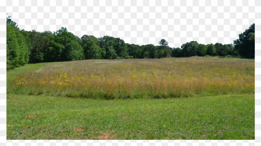 Forest Transparent Image - Field With Forest In Background Clipart