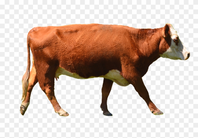 Cow Png Stock Photo 0010 Complete Cutout By Annamae22 - Brown Cow Png Clipart #574639