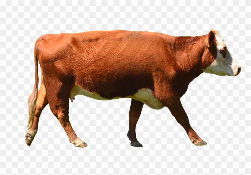 Cow Png Stock Photo 0010 Complete Cutout By Annamae22 - Brown Cow Png Clipart