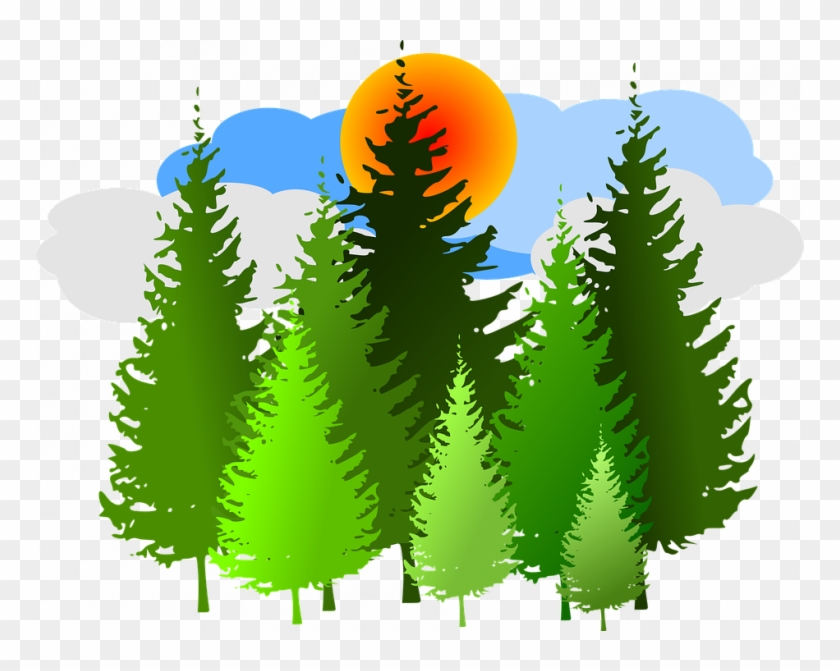 Forest Clipart Free Spruce Forest Conifer Free Vector - Pine Trees Forest Clip Art - Png Download
