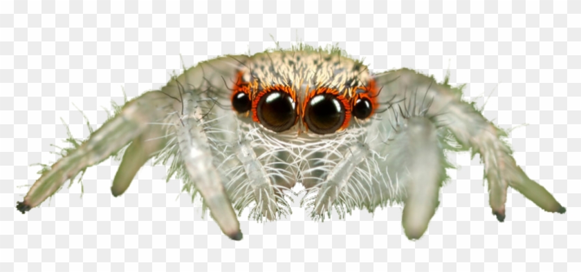 Jumping Spider Transparent Background Png - Jumping Spider Transparent Background Clipart