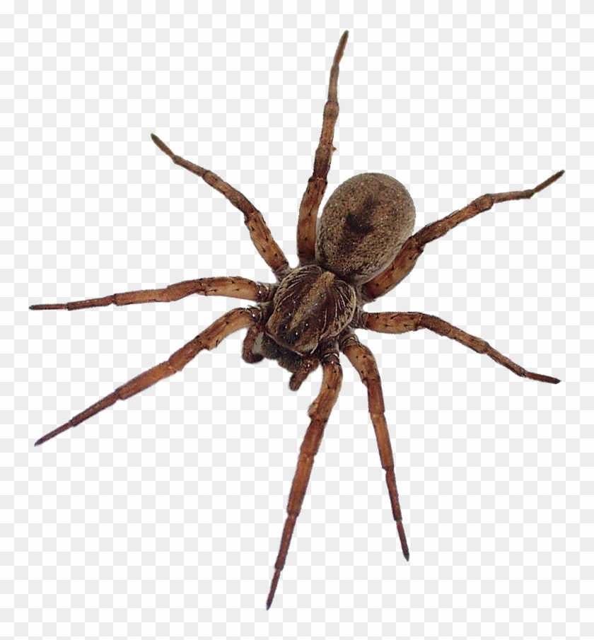 Nov Dec Spiders - Spiders That Look Like Tarantulas Clipart #575098