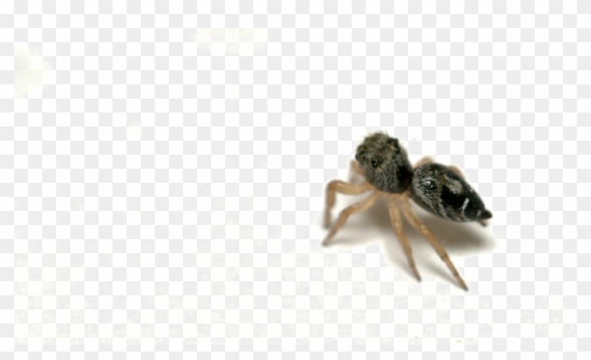 Jumping Spider Png Picture - Ant Clipart #575135