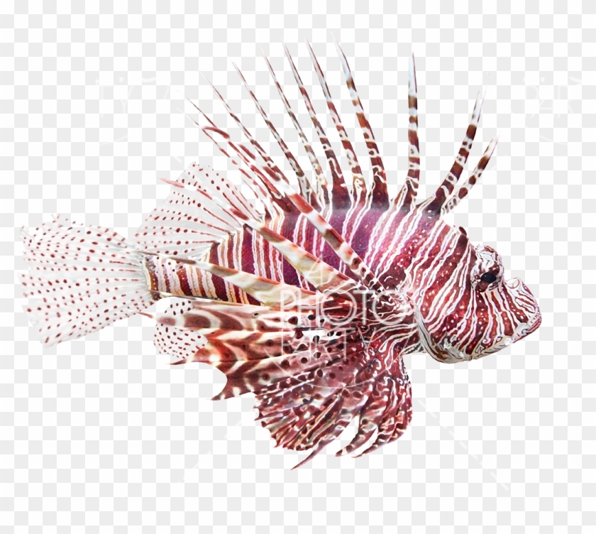 Fish Lionfish, Pterois Volitans Bath Rug Gear New , Clipart #575162