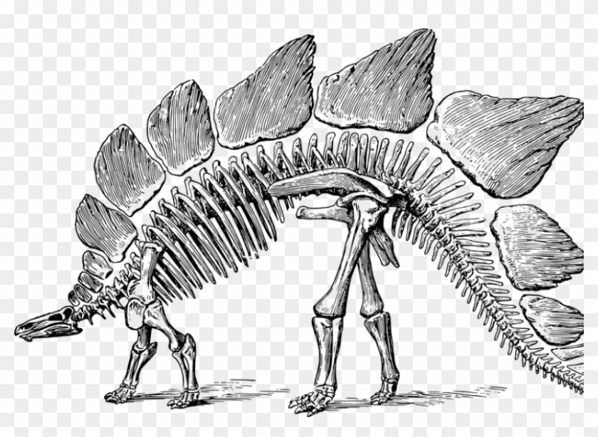 Image Courtesy Of Pixabay - Stegosaurus Skeleton With Transparent Background Clipart #576312
