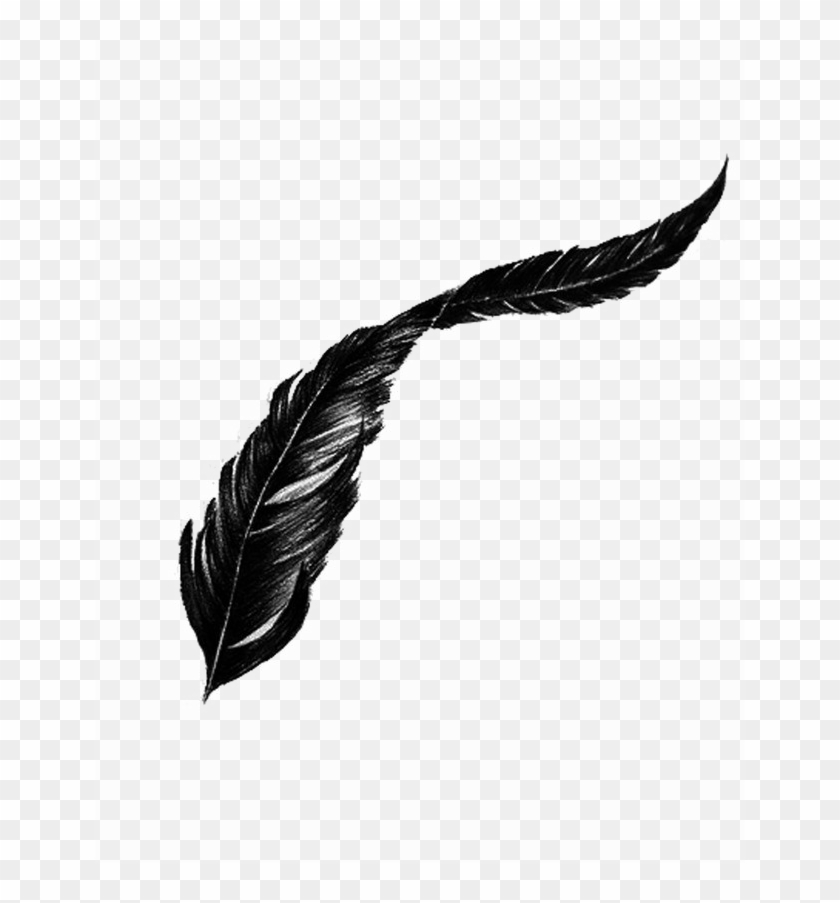 Bird Feather Png Transparent Image - Transparent Background Bird Feather Png Clipart #576412