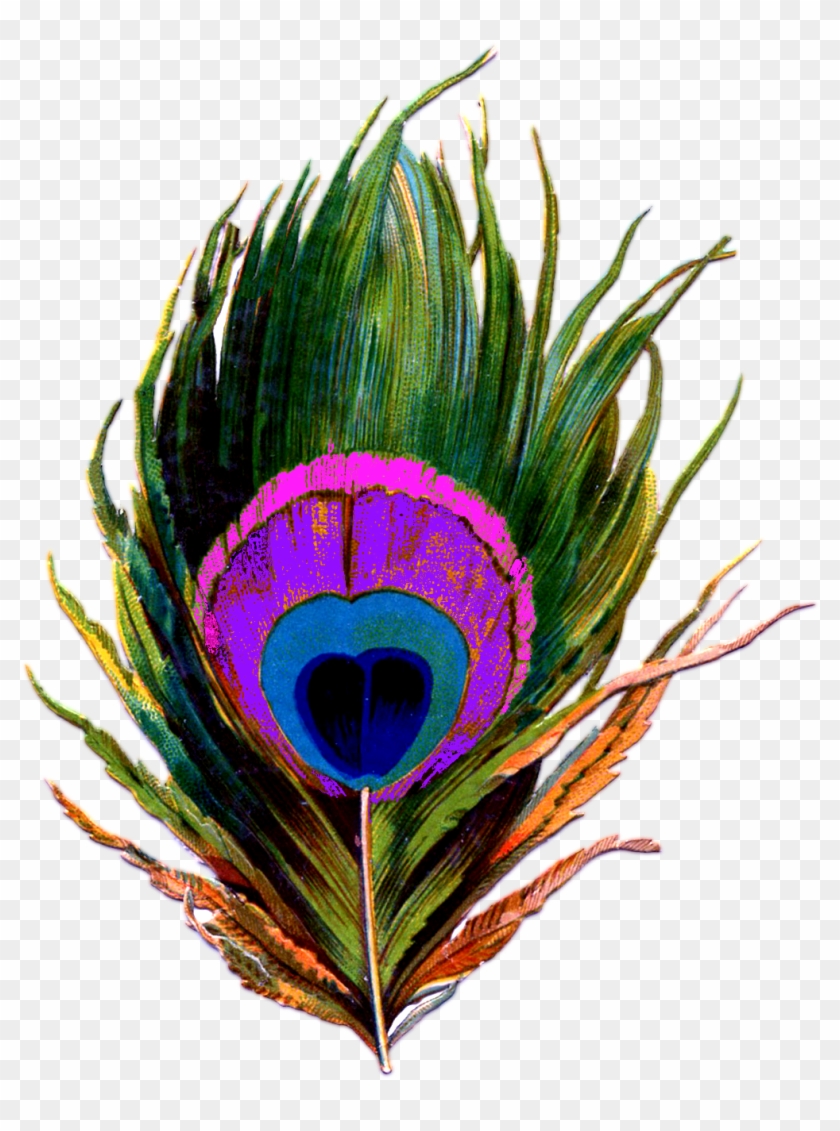 Peacock-feather Png - Peacock Feather Krishna Png Clipart #576531