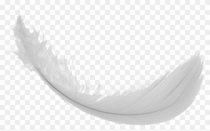 Feather Png Images - Monochrome Clipart #576671