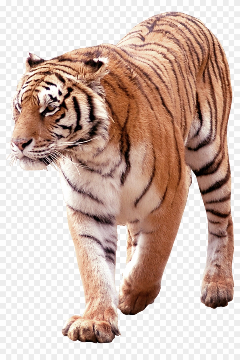 Download - Tiger Clipart #577255