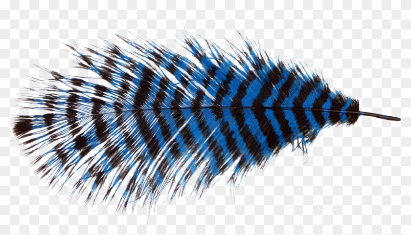 Fur Vector Ostrich Feather Clipart