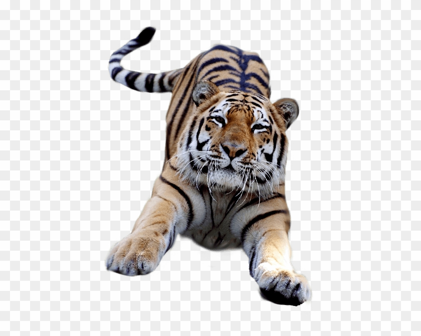 Jumping Tiger - Tiger Gif No Background Clipart