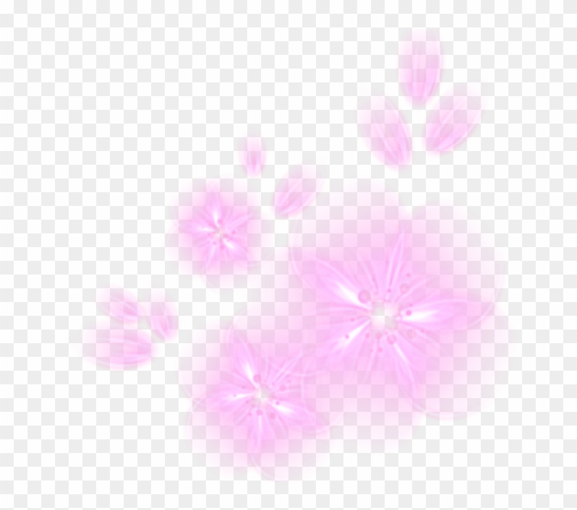 Glowing Png - Dianthus Clipart