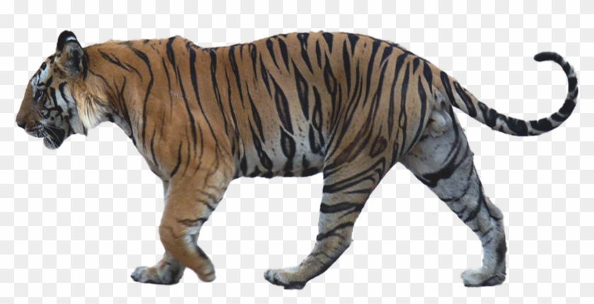 Walking Tiger Png Image Background Clipart