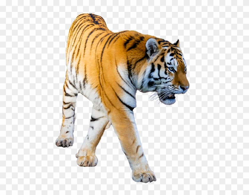 Tiger Prowling No Background Image Tiger Png Image - Png Format Png Background Clipart #577423
