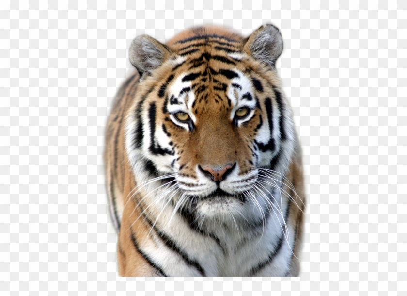 Tiger Png Image - Marwell Zoo Clipart #577465