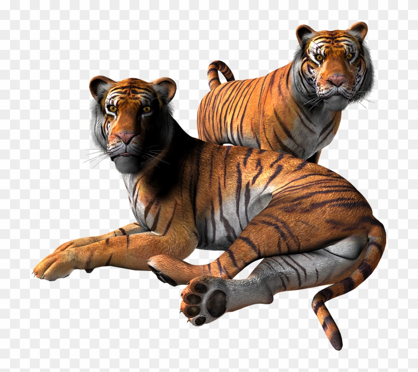 Tiger Png Clipart - Proteção De Tela Gratis Transparent Png #577501