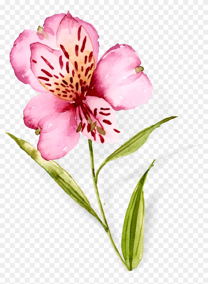 Watercolor Flowers Hand Drawn Orchids Png And Psd - Peruvian Lily Clipart