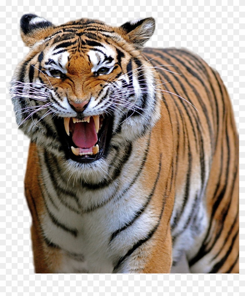Tiger Png Image - Menacing Animals Clipart #577640