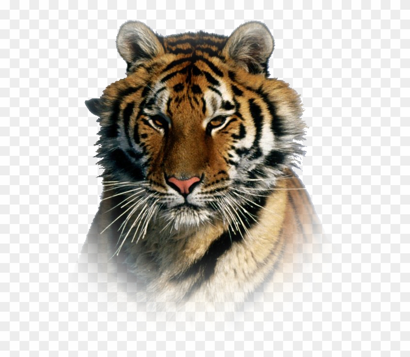 Tiger Png Effect - Most Beautiful Tiger In The World Clipart #577735