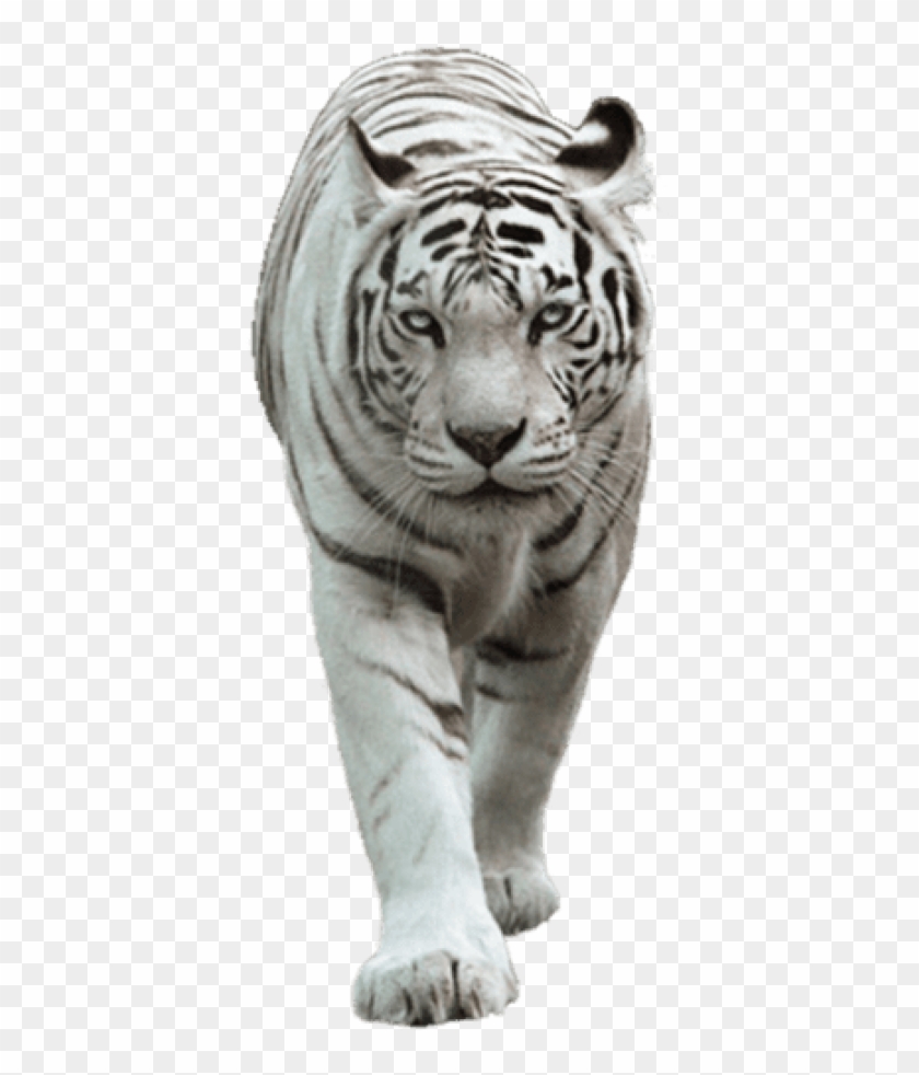 Free Png Download White Tiger Png Images Background - White Tiger Images Png Clipart #578141