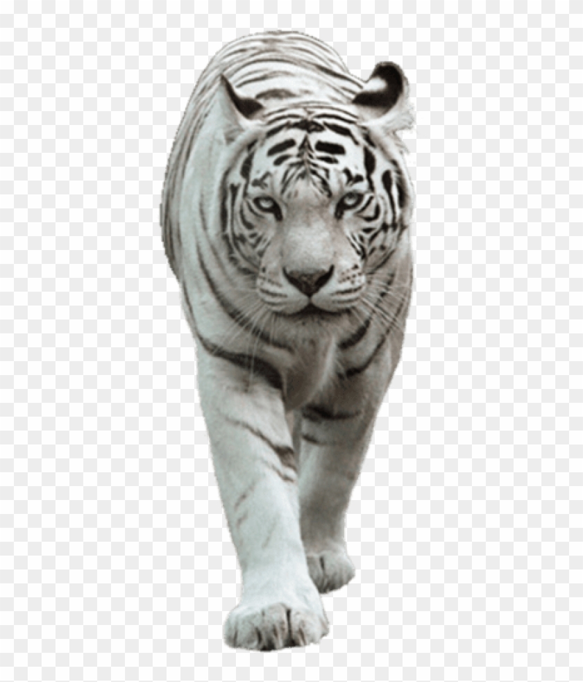 Free Png Download White Tiger Png Images Background - White Tiger Images Png Clipart