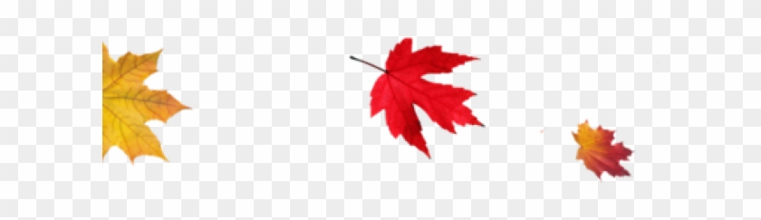 Thanksgiving Png Transparent Images - Autumn Leaves Transparent Background Clipart