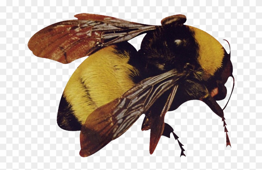 Little Png Of The Bee, Had Trouble Finding A Good Png - Tyler The Creator Flower Boy Clipart #579038
