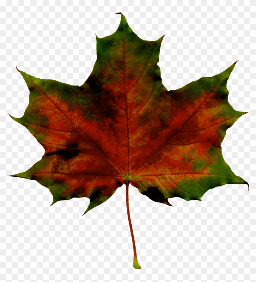 Red Fall Leaf Png Clipart Imageu200b Gallery Yopriceville - Maple Leaf Transparent Png