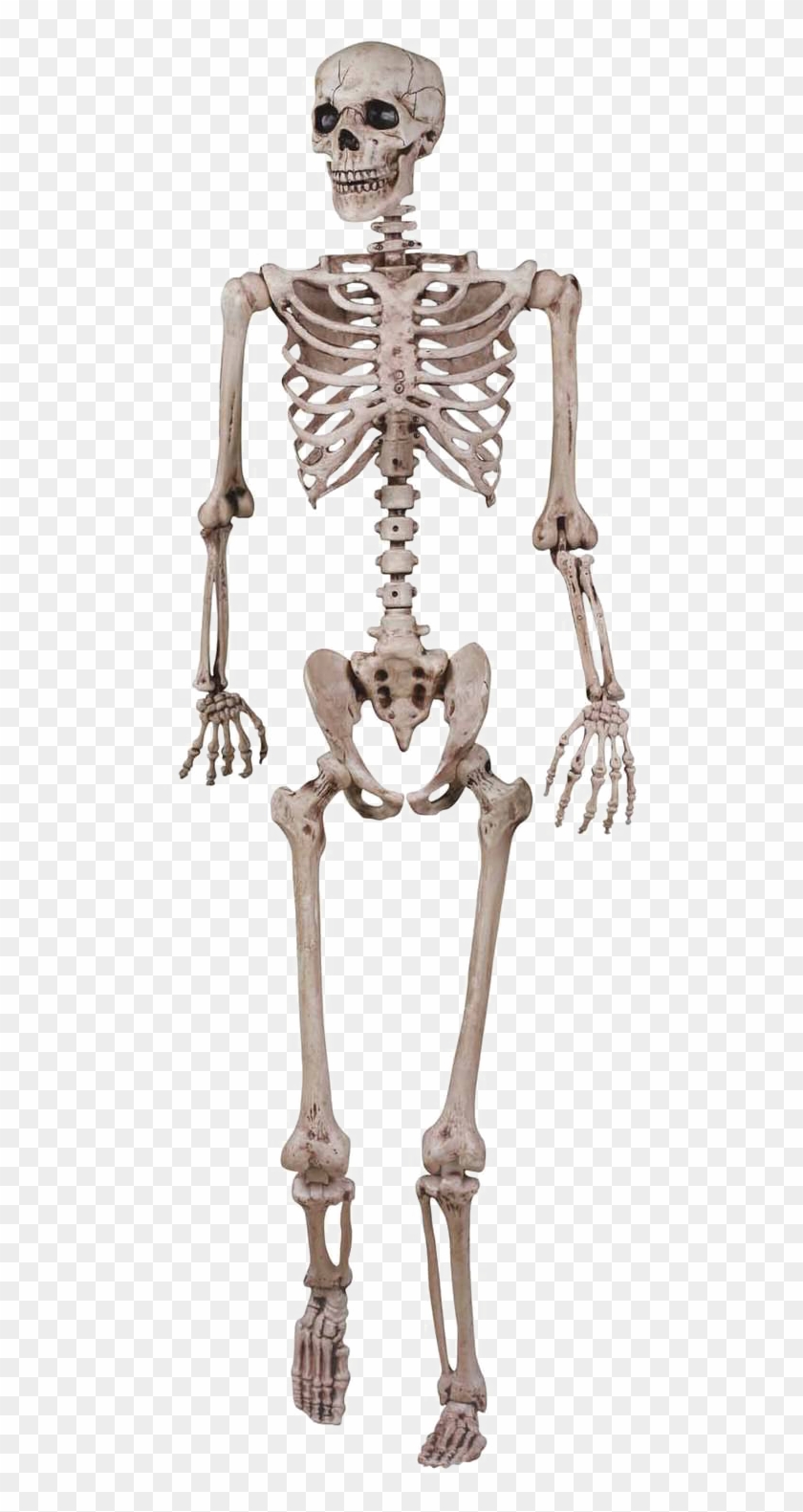 Halloween Skeleton Png Image - Skeletal System For Grade 3 Clipart #579675