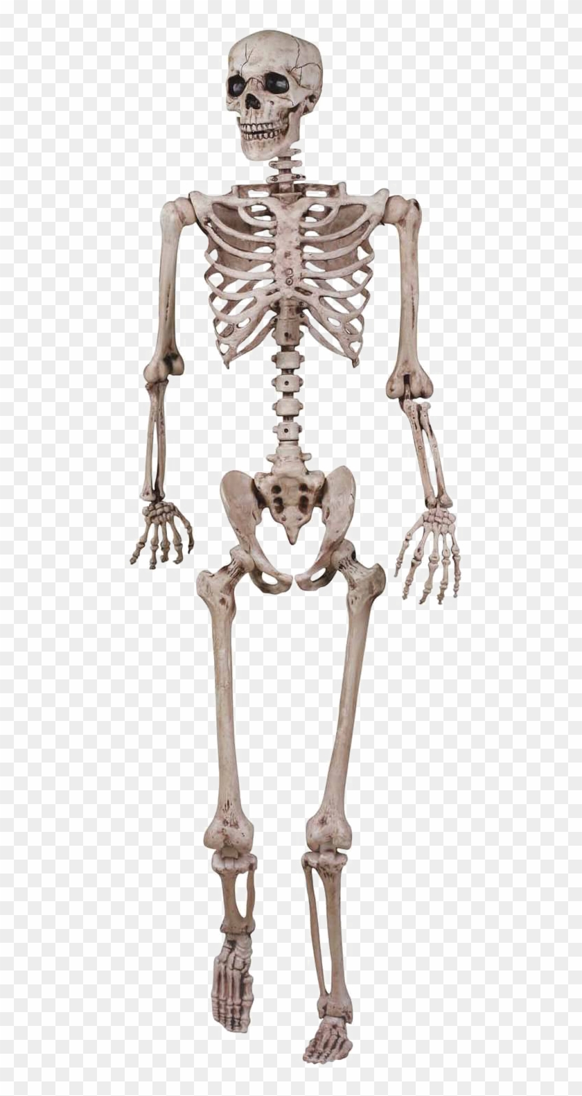 Halloween Skeleton Png Image - Skeletal System For Grade 3 Clipart