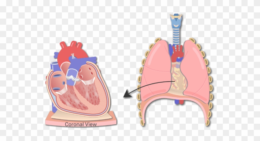 Layers Of The Heart Unlabeled Clipart Pikpng