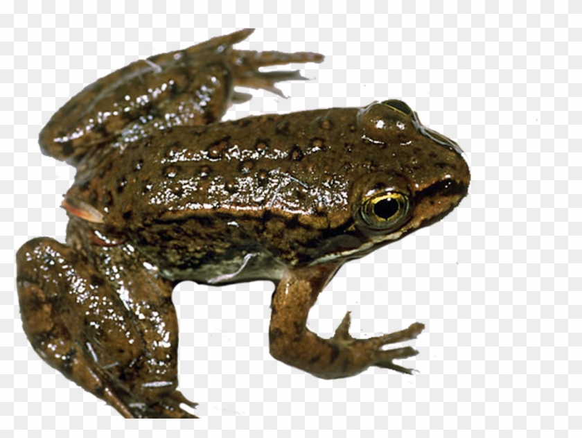 Frog - Eastern Spadefoot Clipart