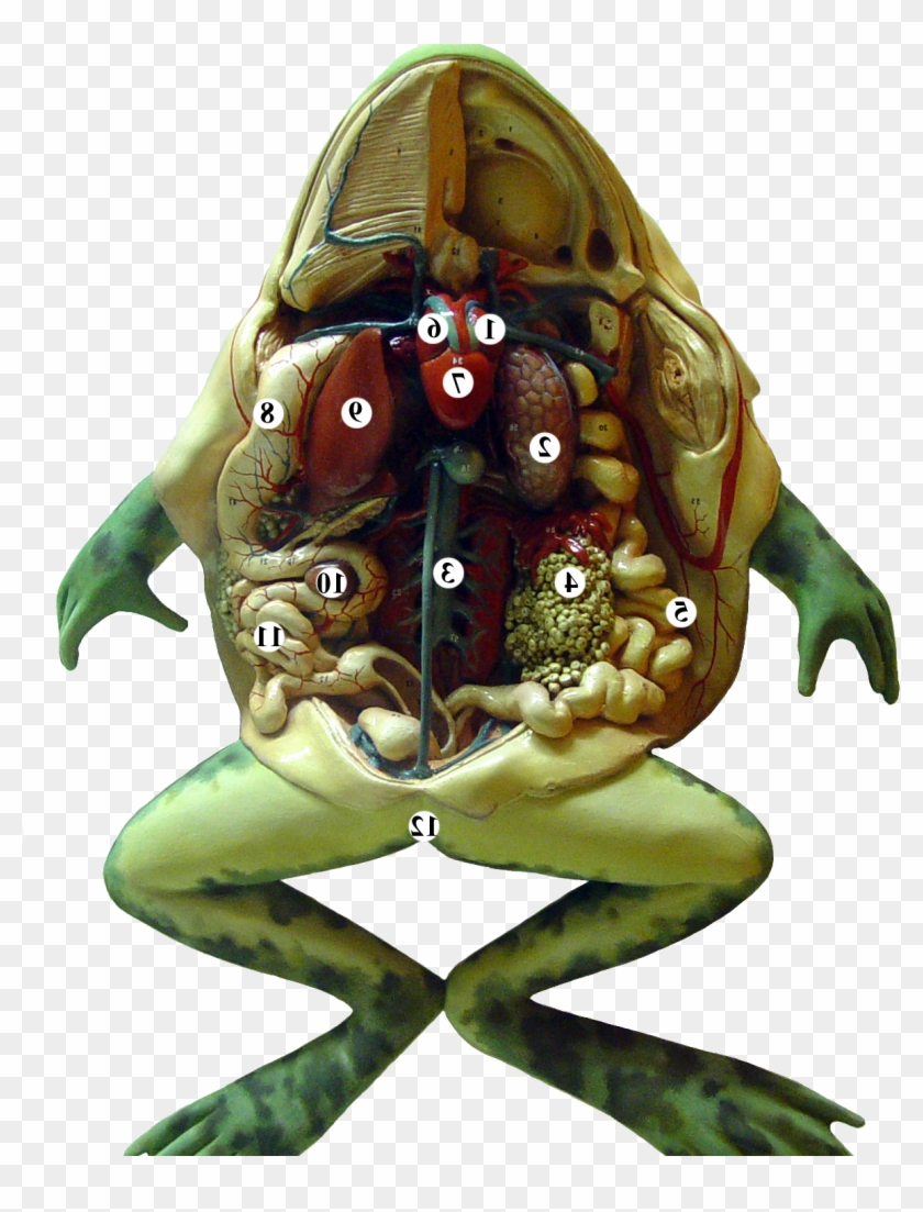 Frog Is A Amphibian Type Animal - Cartoon Clipart #5700328