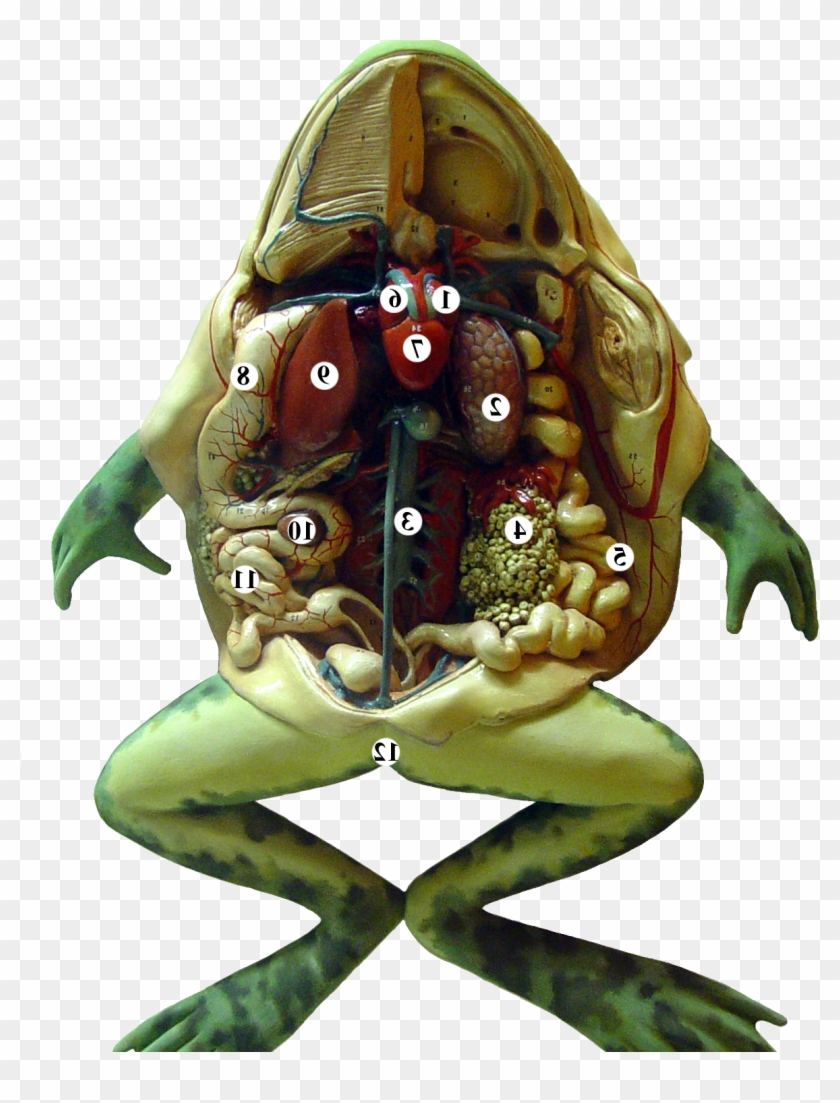 Frog Is A Amphibian Type Animal - Cartoon Clipart