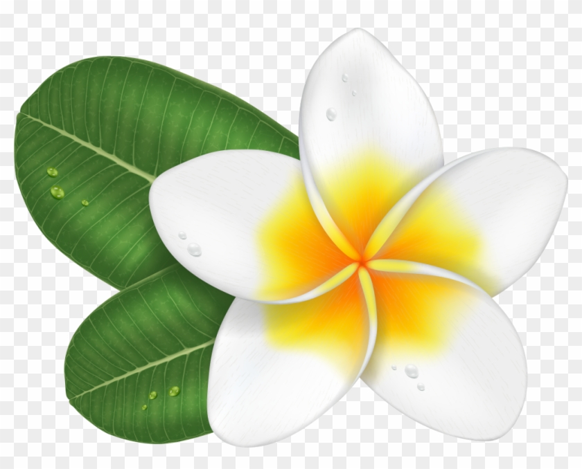 Transprent Png Free Download - Plumeria Cartoon Clipart