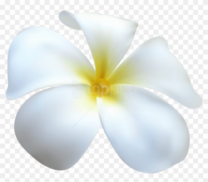 Download Exotic White Flower Transparent Png Images - Frangipani Clipart #5702381