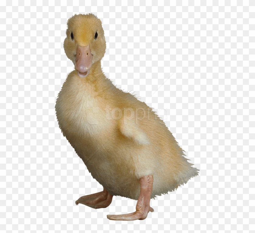 Free Png Download Duck Png Images Background Png Images - Ugliest Duck In The World Clipart