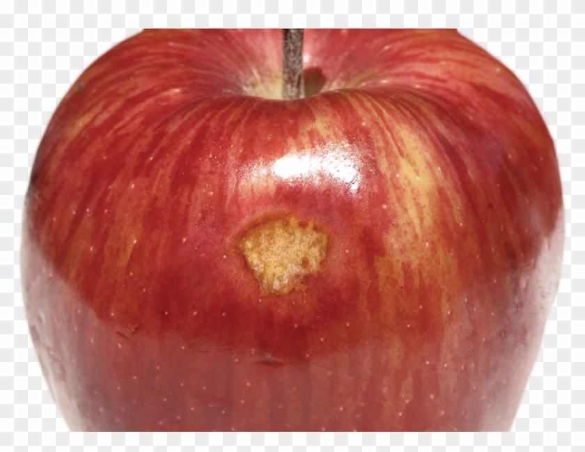 Fruit Can Be Bruised On Tree By Rubbing Against Other Clipart