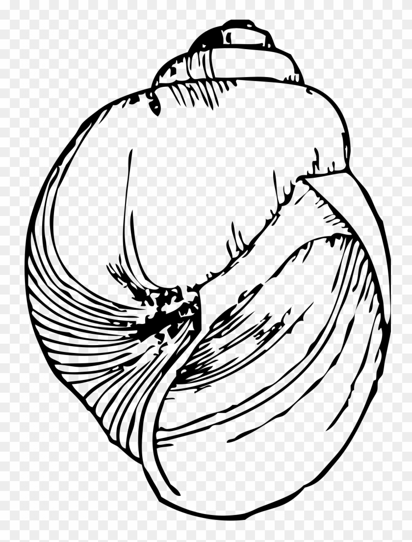 Snail Shell Clipart Clipground - Snail Shell Line Drawing - Png Download