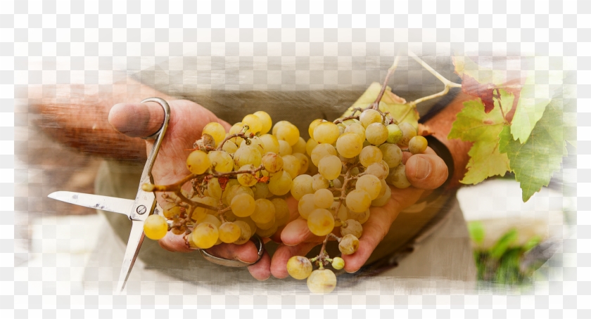 Grape Vine Png - Seedless Fruit Clipart #5705968