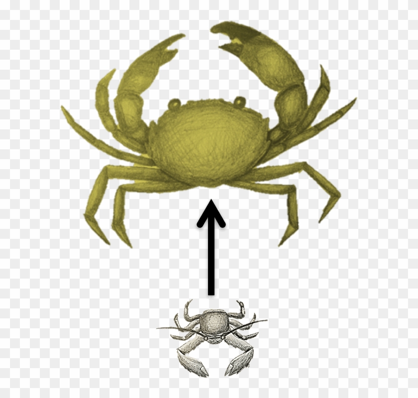 Broadly, My Research Program Aims To Understand How - Freshwater Crab Clipart #5707952