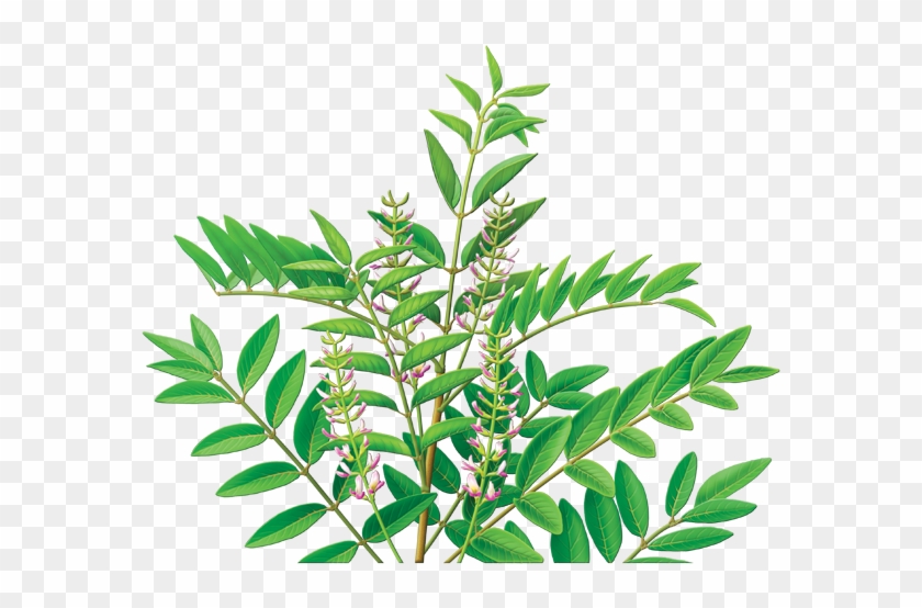 Licorice Root Herbal Supplement - Licorice Herb Clipart