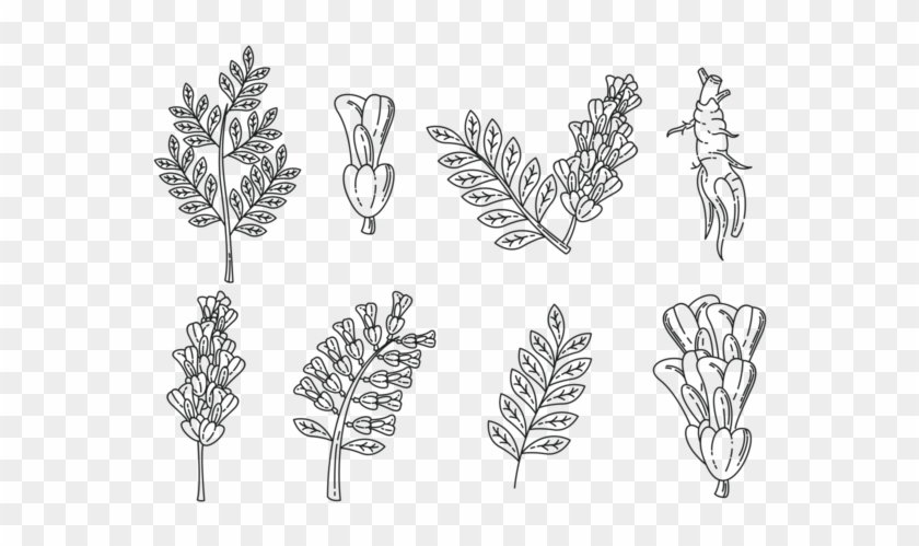 Licorice Icons Vector - Licorice Vector Clipart