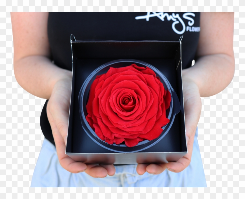 This Extra Large Velvety Bloom Looks Even Better Than - Garden Roses Clipart #5711008