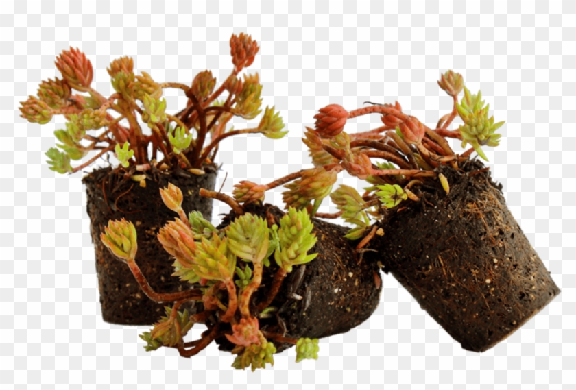 Nordestprati Sedum Alveolo - Sedum Da Aiuola Clipart