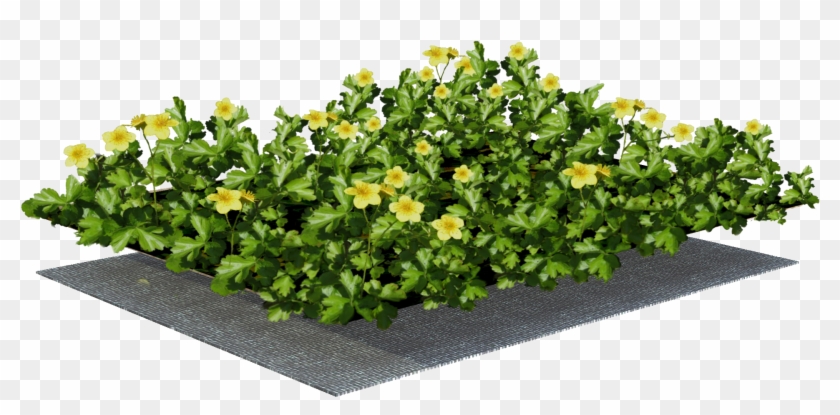Sempergreen Plant Mat - Hypericum Clipart #5712707