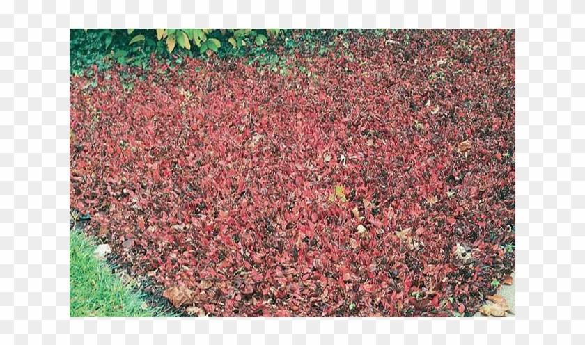 Purple Wintercreeper - Lawn Clipart