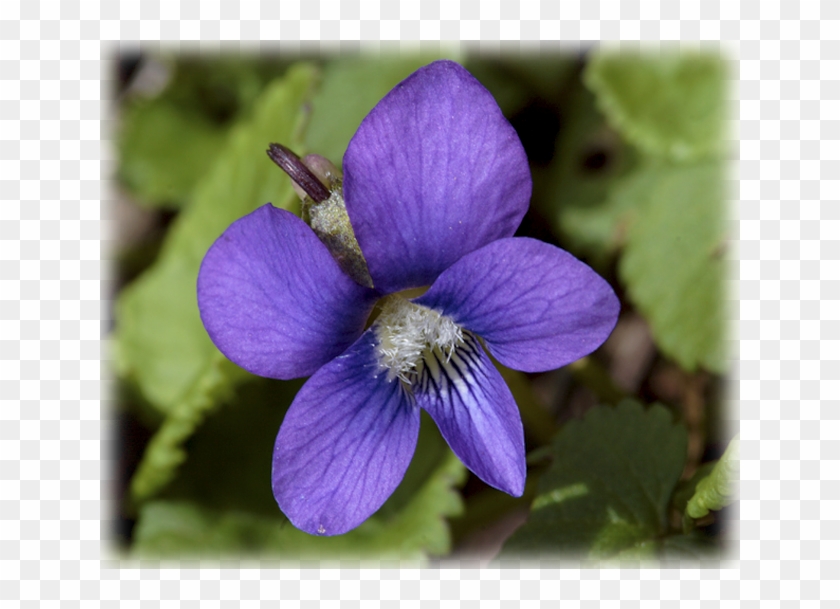 Vines, Creepers & Groundcover - Blue Violet Clipart