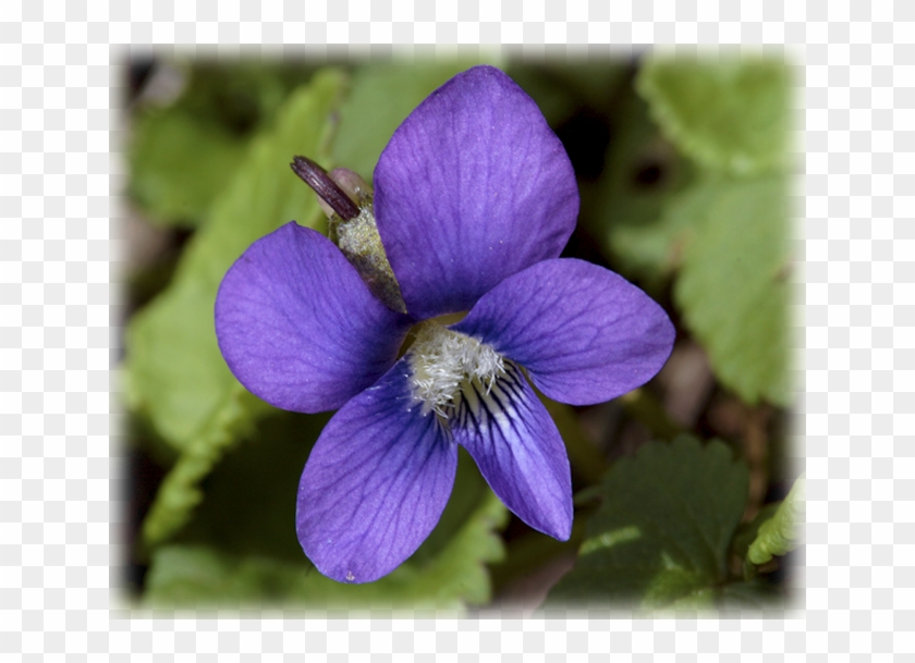 Vines, Creepers & Groundcover - Blue Violet Clipart #5712965
